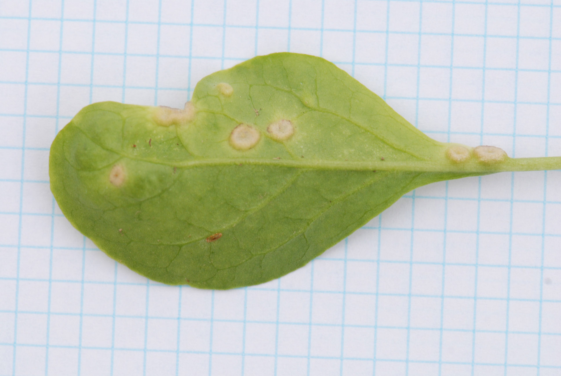 galle su Lycium barbarum